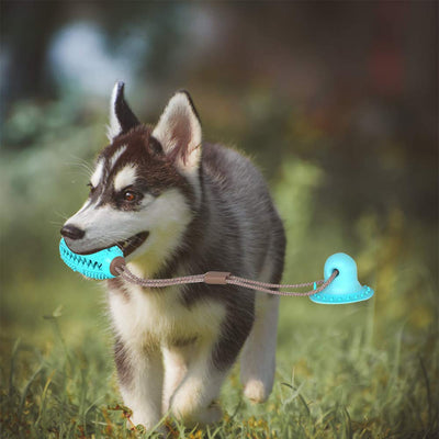 Pet Dog Silicon Suction Cup Tug Toy - thepetvision.com